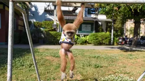 ภาพสลดใจ "ชะนีน้อย" ของกลางที่ถูกช่วยจากแก๊งค้าสัตว์ป่า เอวถูกรัดจนเป็นแผล