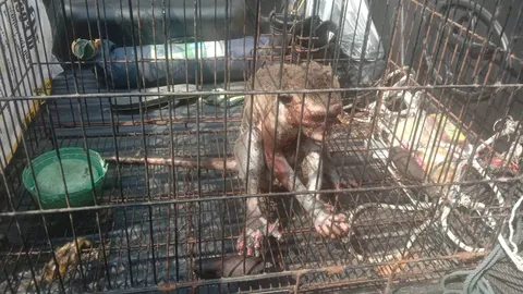 ลิงแสมกระบี่ซนกัดสายไฟแรงสูงขาด ถูกช็อตจนขนร่วง แต่ไม่ตายชาวบ้านช่วยไว้