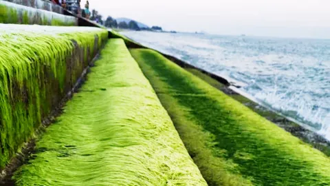 รีบไปเก็บภาพ "สาหร่ายสีเขียว" สวยงามแปลกตา ที่สันเขื่อนปากน้ำปราณ