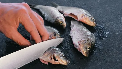 เปิดฟ้าภาษาโลก : Dress the fish quickly.
