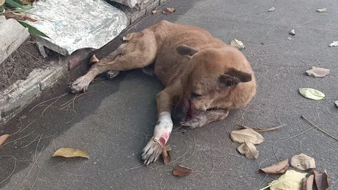 แม่บ้านโรงแรมย่านพระประแดง วอนช่วยหมาจรจัด ถูกฟันเลือดอาบนอนซมเจ็บหนัก