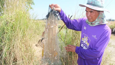 แล้งมางดทำนา ชาวบ้านไทรโยงโคราช แห่จับปลาซิว ทำได้สารพัดเมนูบ้านทุ่ง