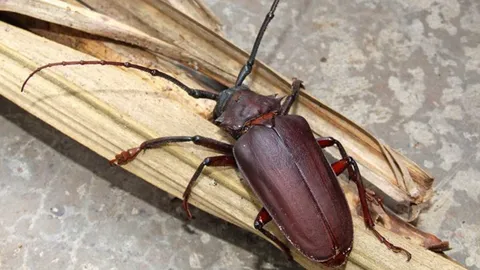 หน้ามองฟ้า เท้าหยั่งดิน : ด้วงหนวดยาวอ้อย