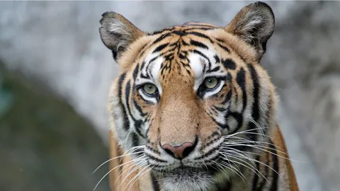 เสือโคร่ง..ลดโลกร้อน