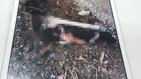 จับหนุ่มพม่าโหด ก้อนหินทุบหัวหมาก่อนนำผัดกะเพรากินแกล้มเหล้า