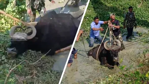 ช่วยกระทิงเฒ่า เดินเดี่ยวหากิน ตกบึงน้ำชายป่าขึ้นเองไม่ได้ (คลิป)   