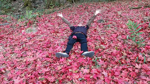 มองทั่วทิศเมืองไทย : สัมผัสความงามเมเปิ้ลภูหลวง