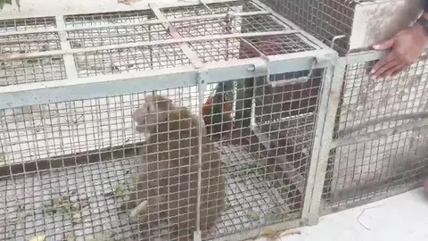 รวบแล้วลิงต้องสงสัย ขย้ำหัวเด็ก 3 ขวบราชบุรี เหวอะเย็บหลายเข็ม