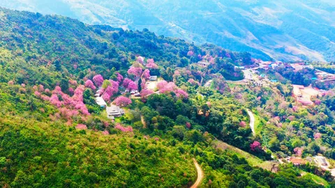 ชมซากุระเมืองไทยที่เชียงราย ส่งท้ายหยุดปีใหม่ อีก 3 วันบานสะพรั่งทั้งดอย