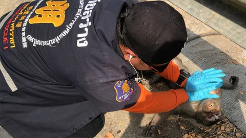 ช่วยลิง