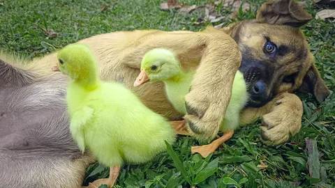 รักต่างสายพันธุ์ หมากับห่าน เป็นเพื่อนกัน พะเน้าพะนอคลอเคลียไม่ห่างกาย