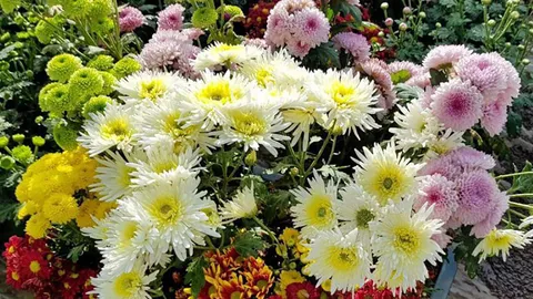 ปรับปรุง…เบญจมาศ สร้างพันธุ์ใหม่ดันส่งออก