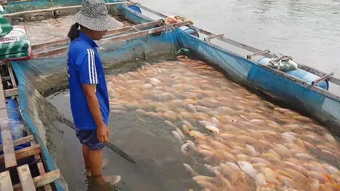 แม่น้ำปิงที่ตากเหลือแค่ข้อเท้า กระทบปลาทับทิมตีทรายจนช้ำ ต้องเร่งจับขาย