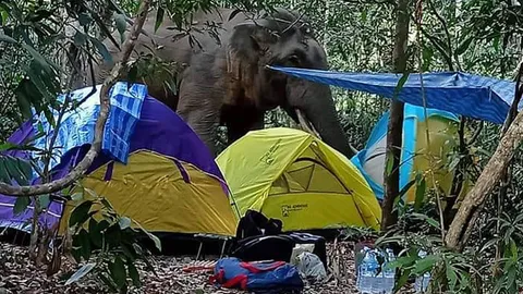 พี่ดื้อ ช้างป่าเจ้าประจำ รื้อเต็นท์นักท่องเที่ยว จนท.เขาใหญ่ มาช่วยทัน