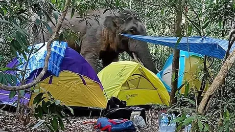 ช้างรื้อเต็นท์