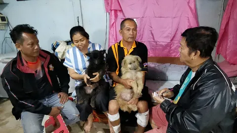 เลี้ยงน้องไม่เสียข้าวสุก 3 หมาเข้าช่วยเจ้าของ หลังอริบุกยิงถึงหน้าบ้าน (คลิป)