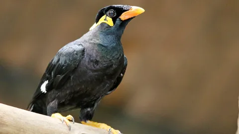 เจ้าขุนทองเอ๋ย