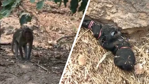 ลุงผวา ลิงถือปืน มีกระสุนบรรจุอยู่ รีบโทรตามตำรวจ มาช่วย (คลิป)