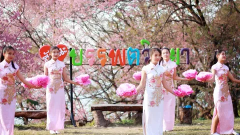 อยากให้มาดูดอกนางพญาเสือโคร่ง บาน 100% ที่ดอยผาตั้ง พลาดแล้วต้องรอปีหน้า