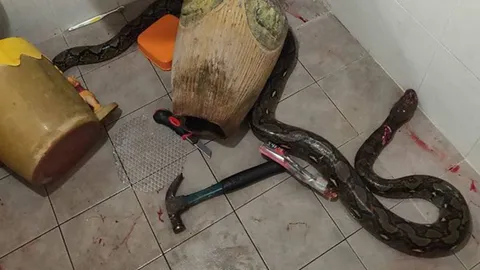 ดูก่อนใช้งาน สาวเตือนภัยหลังแม่สู้กับงูเหลือมในชักโครก พบเจ็บทั้ง 2 ฝ่าย