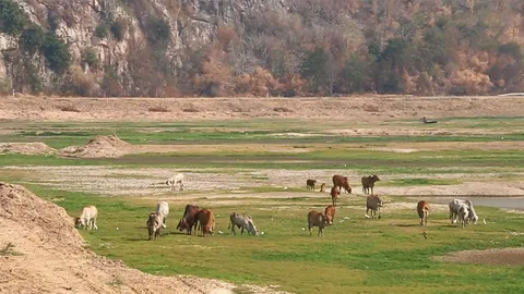 เลี้ยงก้นอ่าง