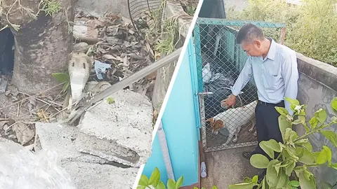 2 ผัวเมียปลื้ม เจ้าเพชรสู้กับงูเห่ามีพิษ ไม่พลาดนำ "เลขเด็ด" ไปลุ้นรวย