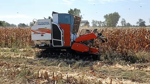 หน้ามองฟ้า เท้าหยั่งดิน : ข้าวโพดยั่งยืน