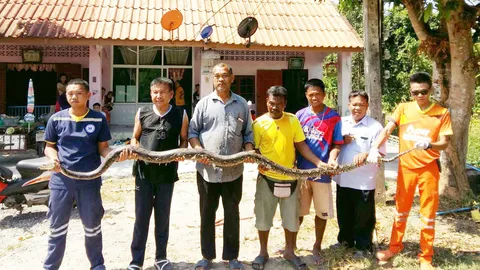 ปฏิบัติการบุกรัง "งูเหลือมยักษ์” อัดแน่นท่อระบายน้ำ ตัวอวบใหญ่ 7 เมตร (คลิป)