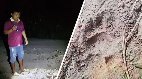 หัวใจจะวาย หนุ่มขุดมันประจันหน้า “เสือโคร่ง” ระยะประชิดในจังหวัดตาก