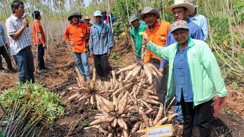 ระยอง 15…มันฯ ปลดหนี้ 8 เดือนขุดขายได้