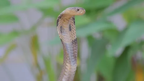 คนรักเลขตาโต "งูเห่า" เข้าบ้านก่อนวันหวยออกส่อง "เลขเด็ด" 2 ตัว 3 ตัว 