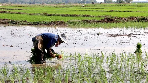 ชาวนาขอนแก่นวางเดิมพัน ทำนาปรังเต็มแก่งละว้า ขอเสี่ยงดีกว่าไม่มีข้าวกิน
