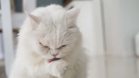 เปิดม่าน joke opera : แมวขโมยตัวจริง