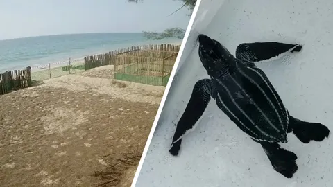 ลูกเต่ามะเฟืองตัวแรก คลานขึ้นจากหลุม รอไข่ที่เหลือฟัก ปล่อยลงทะเลคืนนี้ (คลิป)