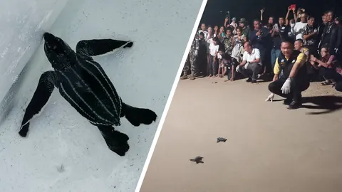 ขุดทรายช่วย ลูก “เต่ามะเฟือง” รังแรกพ้นจากหลุม ปล่อยลงทะเลแล้ว 24 ตัว