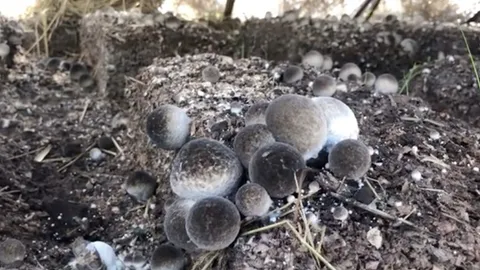 ชาวนาบ้านหนองคู เพาะเห็ดฟางแทนปลูกข้าวนาปรัง ลงทุนไม่มากแต่รายได้ดี