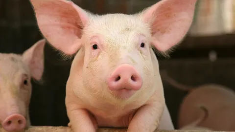 ชาวเน็ตในจีนด่ายับ หลังสวนสนุกให้ หมูโดดบันจี้จัมพ์ ฉลองเปิดบริการ