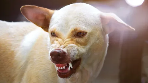 ห้องร้องทุกข์ : สุนัขจรจัด ซอยแบริ่ง วิ่งไล่ชาวบ้าน ถูกกัดไปแล้วนับ 10 ราย