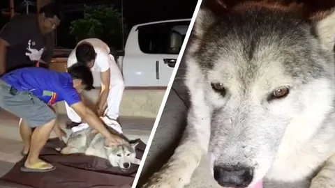สงสารน้องหมาไซบีเรียน ฮัสกี้ 2 ตัว พ่อลูก ถูกรถชนหลังหนีออกจากบ้าน