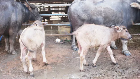 ฮือฮาลูกควาย ทายาท "เจ้าเก้าเจริญ" ราคาขายทุบประวัติศาสตร์ทะลุล้าน