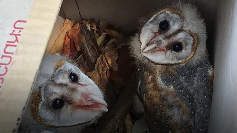 สาวใจดีช่วย "นกแสก" ปีกหัก กลัวตัวสั่น กำลังถูกชาวบ้านเอาไม้ไล่เขี่ย