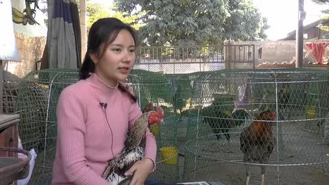 มองทั่วทิศเมืองไทย : “สาวพีอาร์” นางฟ้าไก่ชนภาคเหนือ