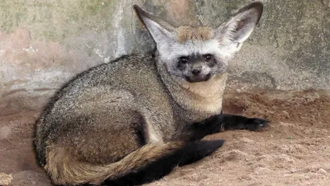 จิ้งจอกหูค้างคาว