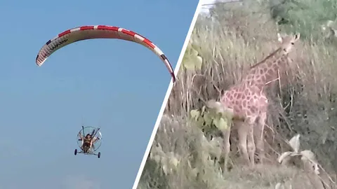 ยังไม่เจอ "ยีราฟ" โดดหนีรถซาฟารีเวิลด์ เหลือ 1 ตัว กลัวเดินไปตกน้ำ 