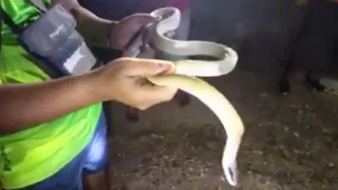 หาดูยาก “งูกาบหมากหางนิล” ตำนานงูเฝ้าสมบัติมานานนับร้อยปี