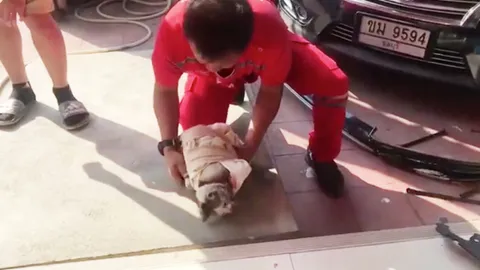 กู้ภัยชลบุรีช่วยแมว รถชนเจ็บมุดห้องเครื่องเก๋ง เจ้าของรถคาดมาให้โชค