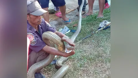 "งูจงอาง" ตัวผู้บุกบ้านคนตามหาเมียรัก หลังเลื้อยออกจากป่ามาทานมื้อค่ำ