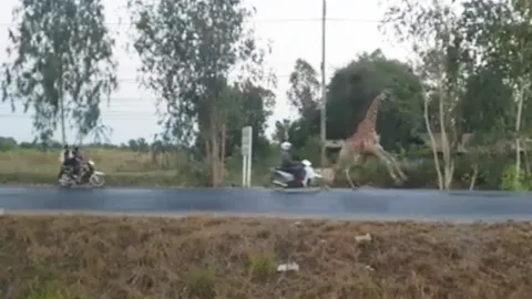 เผยคลิปยีราฟโดน จยย.ชนเป็นคนละตัวกับที่จมบ่อบัวตายหน้าโรงแรมซันไรส์ฯ