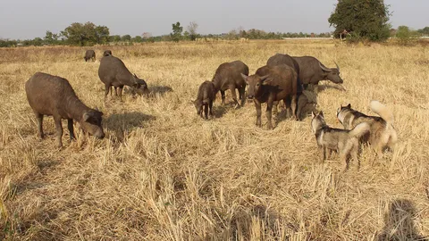 ทึ่ง 2 สุนัขไซบีเรียนฯ แม่ลูกแสนรู้ช่วยเลี้ยงฝูงควายกว่า 20 ตัวที่โคราช