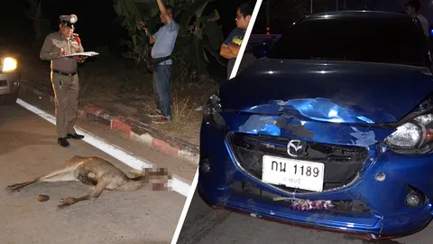 “กวางรูซ่า” วิ่งกระโดดตัดหน้า เก๋งเบรกไม่ทันชนโครม ดับสลด